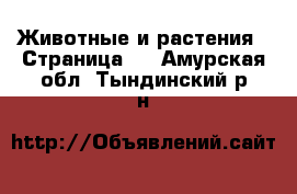 Животные и растения - Страница 8 . Амурская обл.,Тындинский р-н